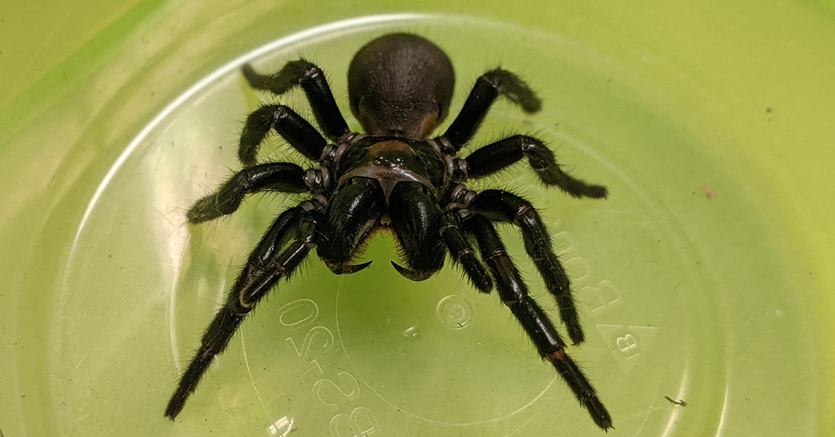 The fantastic ‘longtoothed’ K'gari funnelweb spider Institute for